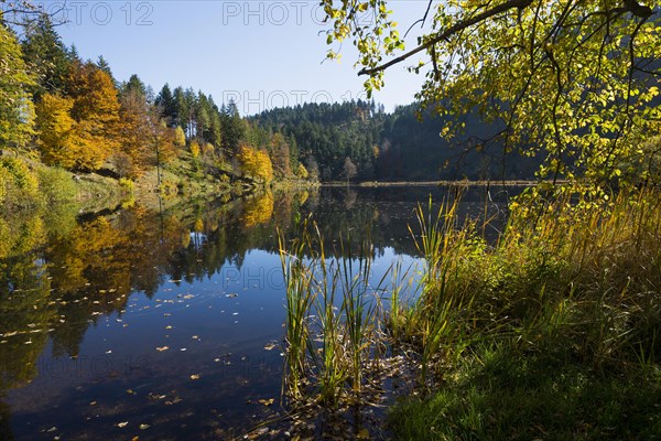 Lake with autumn forest, water reflection, Nonnenmattweiher, Neuenweg, Black Forest, Baden-Wuerttemberg, Germany, Europe