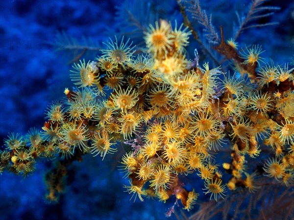 Yellow cluster anemone (Parazoanthus axinellae), dive site Las Cabras, La Palma, Canary Islands, Spain, Atlantic Ocean, Europe