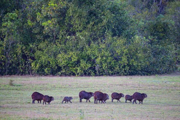 Capybara (Hydrochaeris hydrochaeris) Pantanal Brazil