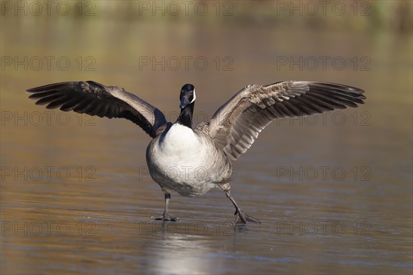 Canada goose (Branta canadensis) adult bird on a frozen lake in winter, England, United Kingdom, Europe