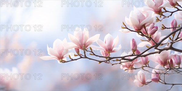 Banner with beautiful blooming Magnolia tree with pink flowers. KI generiert, generiert AI generated