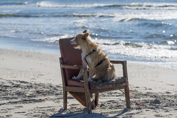 Podengo Portugues (rough coat) bitch on a washed up upholstered chair on the beach, Henne Region Syddanmark, Denmark, Europe