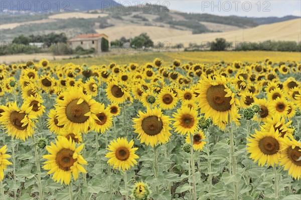 Sunflower field, sunflowers (Helianthus annuus), landscape south of Montepulciano, Tuscany, Italy, Europe