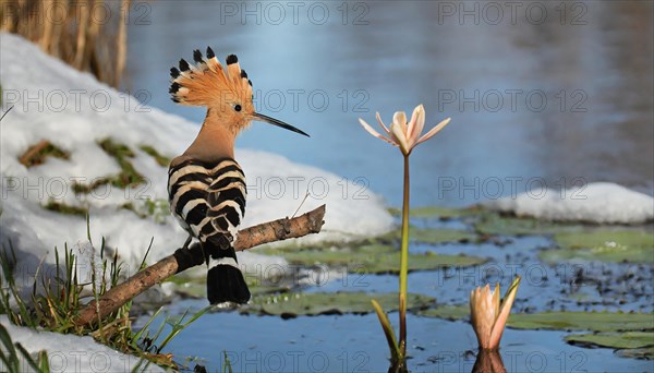 KI generated, animal, animals, bird, birds, biotope, habitat, one, individual, water, reeds, water lilies, blue sky, foraging, wildlife, hoopoe (Upupa epops), treehoppers, winter, ice, snow