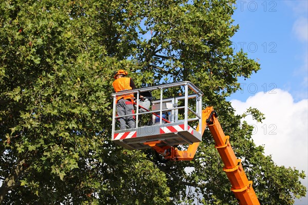 Workers on the work platform pruning or maintaining trees