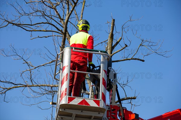 Man on the work platform pruning trees