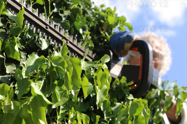 Man cutting hedges and greenery