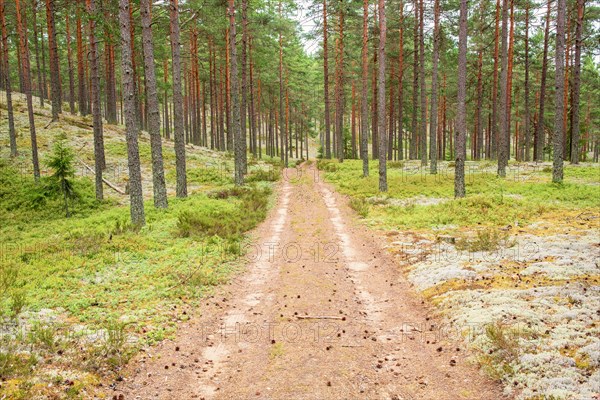 Dirt road in a Pine woodland with Cladonia lichens and green blueberry bushes on the forest floor