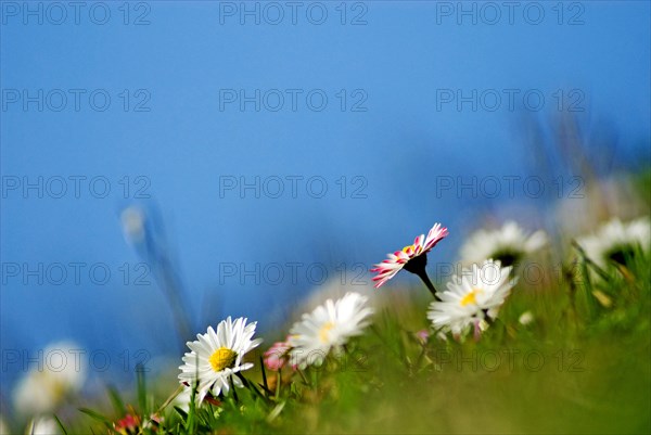 Closeup of daisies (Bellis perennis)