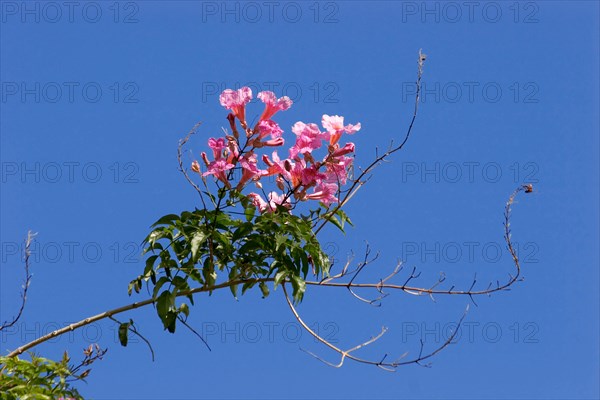 Pink trumpet vine (Podranea ricasoliana) La Palma, Canary Islands, Spain, Europe