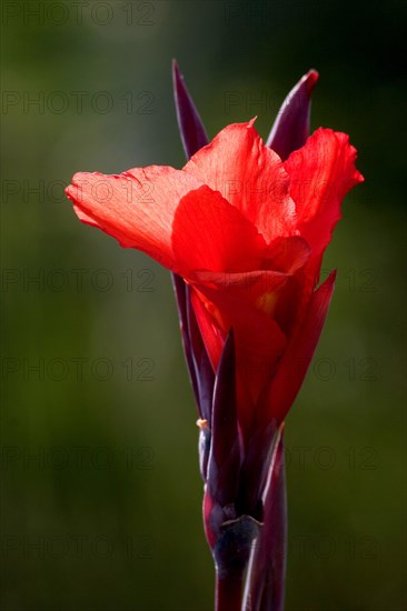 Indian shot (canna indica) Indisches Blumenrohr, La Palma, Canary Islands, Spain, Europe