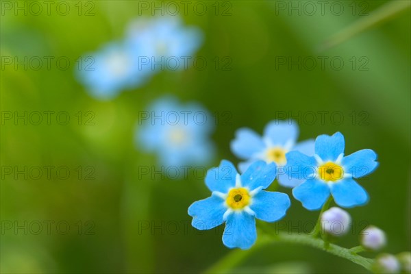 Forget-me-not (myosotis) Garmisch-Partenkirchen, Bavaria, Germany, Europe