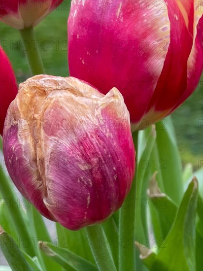 Close-up of a single tulip flower