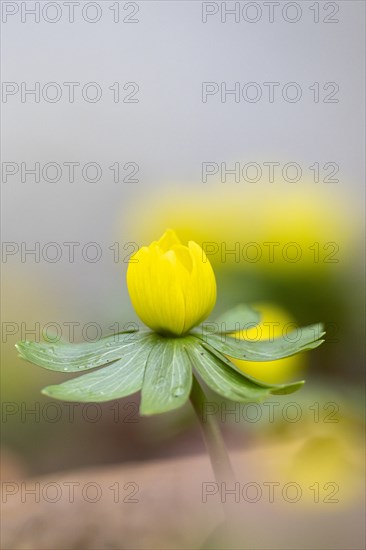 Flowering winter aconite (Eranthis hyemalis), Weinviertel, Lower Austria