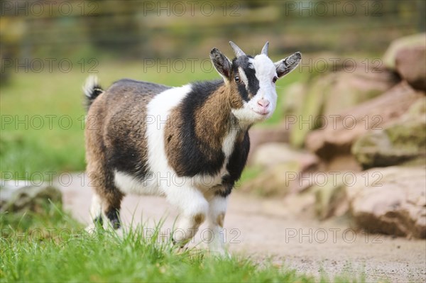 Domestic goat (Capra hircus) walking on a meadow, Bavaria, Germany, Europe