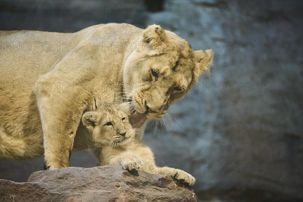 Asiatic lion (Panthera leo persica) mother with her cub on a rock, captive