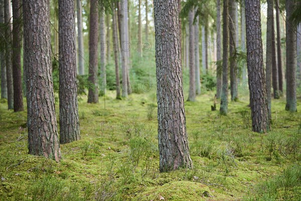 Scots pine (Pinus sylvestris) tree trunks in a forest, Bavaria, Germany, Europe