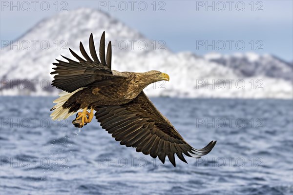 Ein fliegender Seeadler hat gerade einen Fisch aus dem Fjord gefangen und haelt ihn in den Faengen vor verscheiter Berglandschft auf den Vesteralen