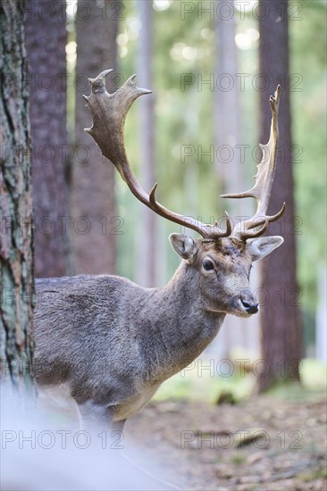 Fallow deer (Dama dama) buck standing in a forest, Bavaria, Germany, Europe