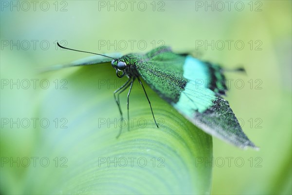 Emerald swallowtail butterfly (Papilio palinurus) sitting on a leaf, Germany, Europe