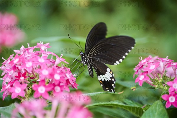 Common Mormon (Papilio polytes) sitting on a flower, Germany, Europe