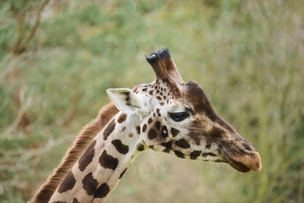 Reticulated giraffe (Giraffa camelopardalis reticulata), portrait, captive, Germany, Europe