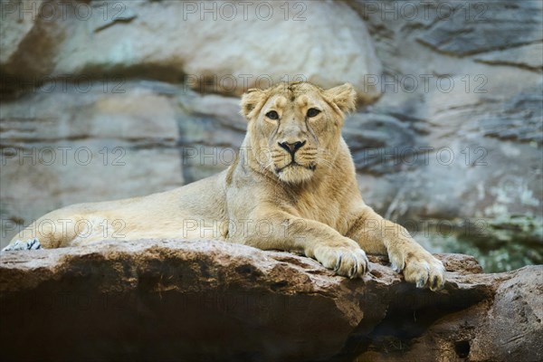 Asiatic lion (Panthera leo persica) female lying on a rock, captive