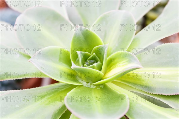 Beautiful succulent plant in greenhouse. Closeup, floral patterns, selective focus