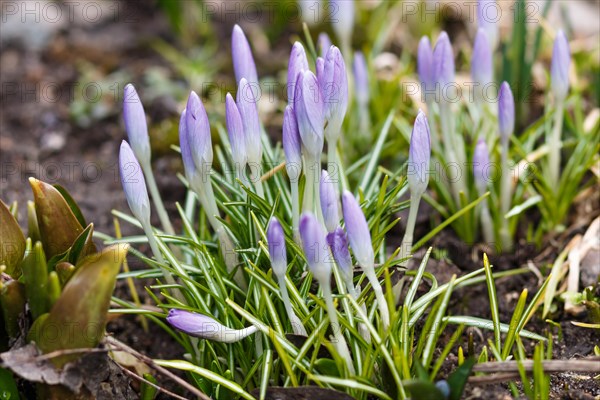 Purple crocuses germinate in the spring in the garden. Symbol of spring