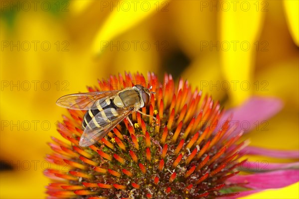 Garden hoverfly (Syrphus ribesii) on purple cone flower (Echinacea purpurea), Wilnsdorf, North Rhine-Westphalia, Germany, Europe