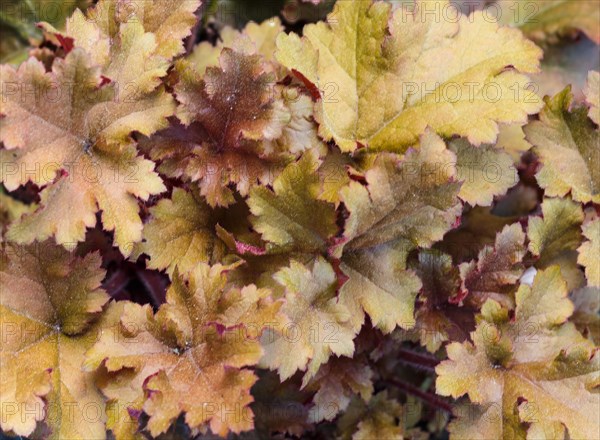 Heuchera or coral bells, plant with beautiful colored leaves