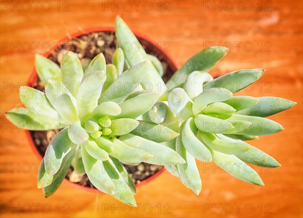 Beautiful little plant, succulent in a small flower pot. on the wooden background