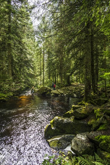 Kroi-Woog-Gumpen, with moss, rocks and forest, Hotzenwald, Black Forest, Baden-Wuerttemberg, Germany, Europe