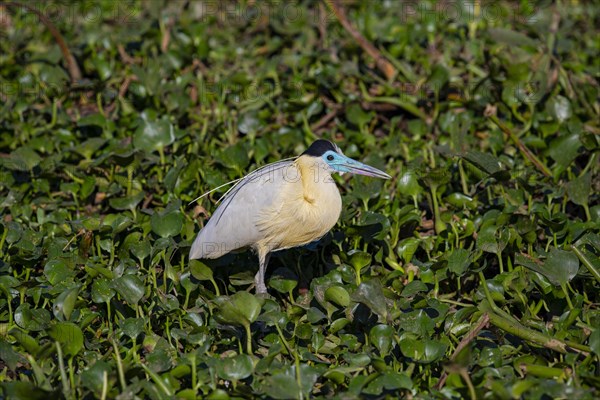 Capped Heron (Pilherodius pileatus) Pantanal Brazil