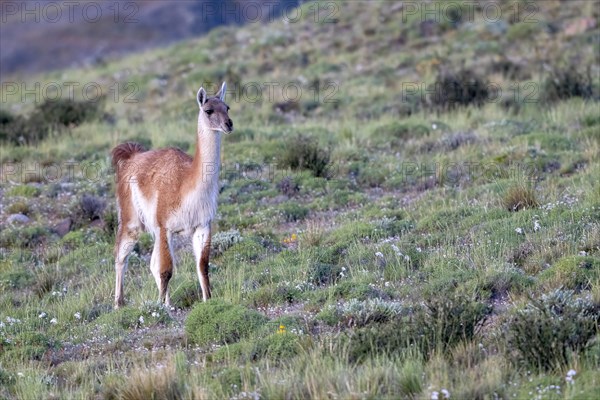 Guanaco (Llama guanicoe), Huanako, Torres del Paine National Park, Patagonia, End of the World, Chile, South America