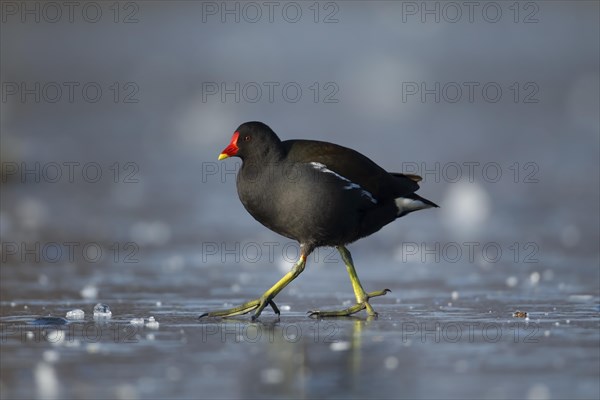 Moorhen (Gallinula chloropus) adult bird on a frozen lake, England, United Kingdom, Europe