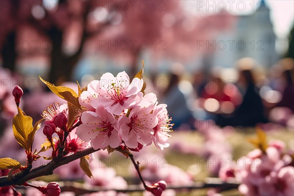 Close up of pink Sakura cherry blossom flowers with blurry people doing picnics at Japanese Hanami festival in background. KI generiert, generiert AI generated