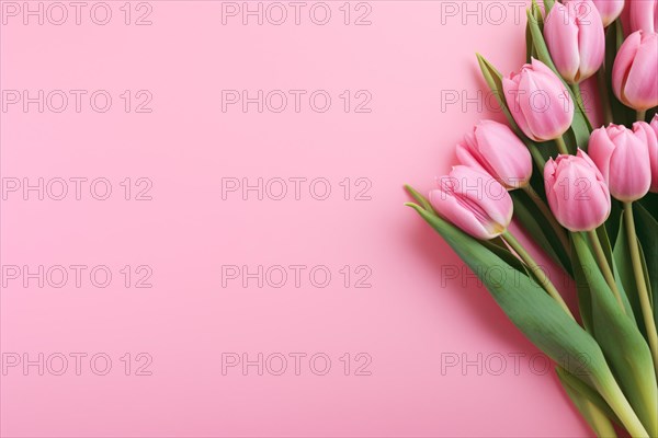 Pink tulip flowers on side of pastel pink background with copy space. KI generiert, generiert AI generated