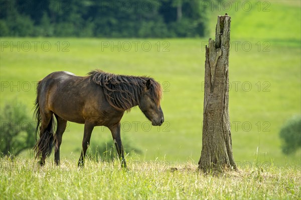 Domestic horse (Equus caballus) in front of tree stump on pasture, hill, Nidda, Hesse, Germany, Europe