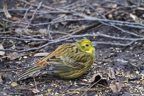 Yellowhammer (Emberiza citrinella), February, Germany, Europe