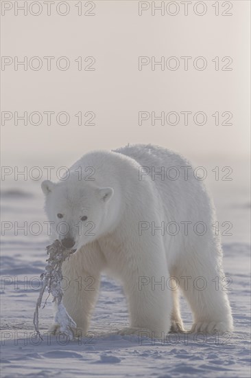 Polar bear (Ursus maritimus), young playing in pack ice with whale skin, Kaktovik, Arctic National Wildlife Refuge, Alaska, USA, North America