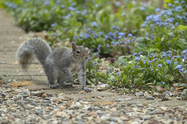 Grey squirrel (Sciurus carolinensis) adult animal on a garden path, Suffolk, England, United Kingdom, Europe