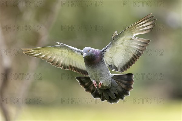 City dove (Columba livia forma domestica) in flight, wildlife, Germany, Europe