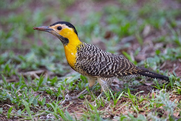 Pileated campo flicker (Colaptes campestris) Pantanal Brazil