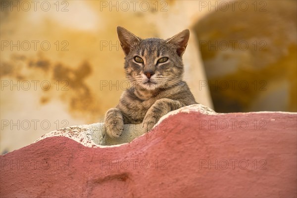 Stray cat, Oia, Santorini, Cyclades, Greece, Europe