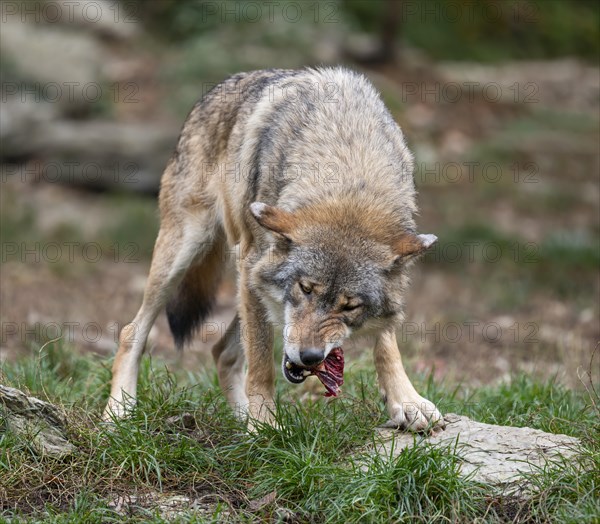 Gray wolf (Canis lupus) eating meat, captive, Germany, Europe