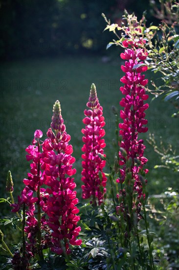 Pink-coloured lupins in a sun-drenched garden Lupinus Fabaceae