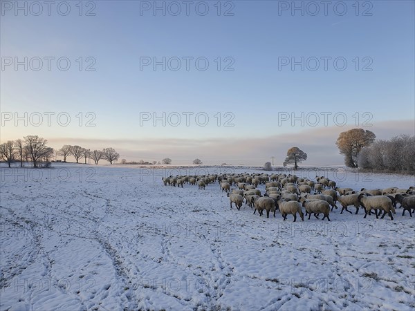 Black-headed sheep in winter on a snow-covered pasture, Mecklenburg-Western Pomerania, Germany, Europe