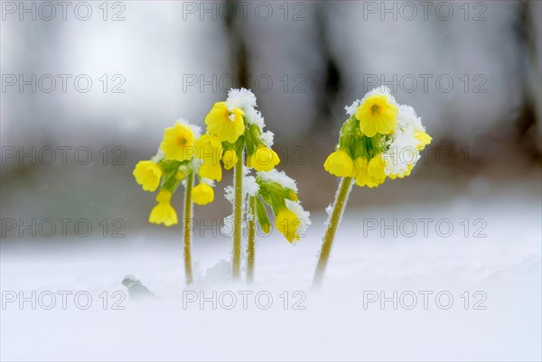 Yellow primrose, cowslip (Primula veris) covered with snow