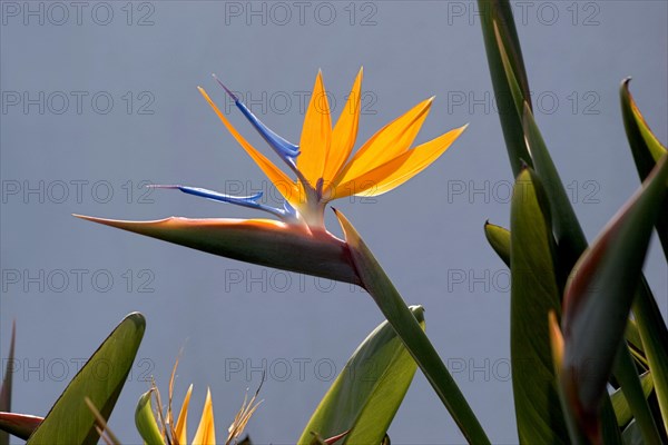 Bird of paradise or crane flower (Strelitzia reginae) La Palma, Canary Islands, Spain, Europe